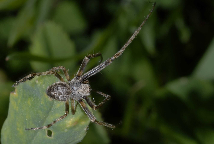 Agalenatea redii
